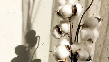 Diffuseurs de parfum Fleur de Coton : douceur et volupté dans votre intérieur